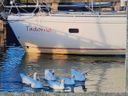 Etap 32i Tadorna