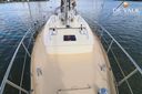 Danish Rose 42