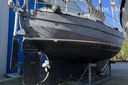 Danish Rose 42