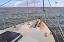 Puffin 36