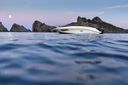 Sea Ray Sun Sport 230 Outboard
